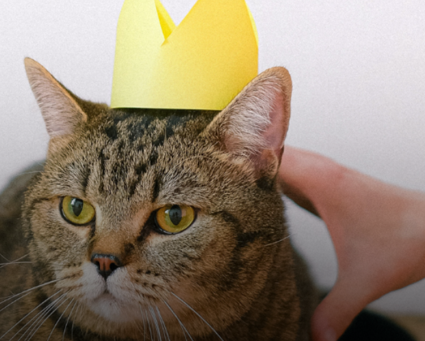 Lee más sobre el artículo Día Internacional del Gato