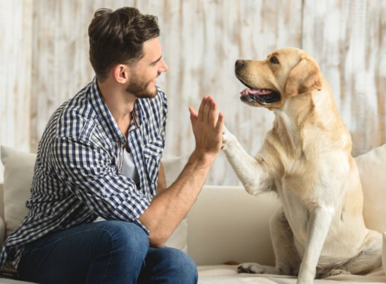 Lee más sobre el artículo Como cuidar a tu perro